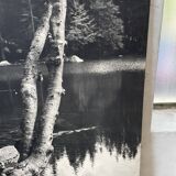 Ancienne photographie arbre noir et blanc XXL