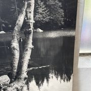 Ancienne photographie arbre noir et blanc XXL
