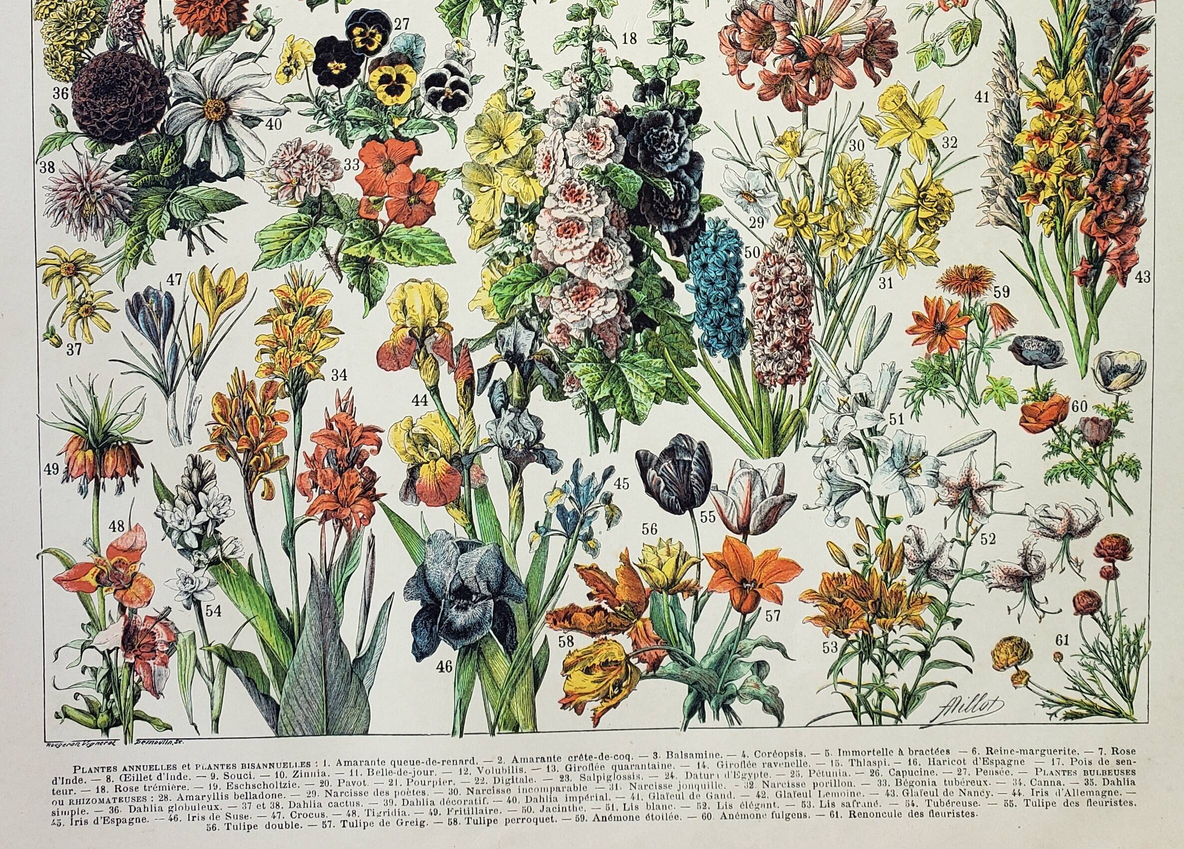 Old engraving 1898, Flowers and plants (annuals), botany • Original and vintage lithograph