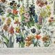 Old engraving 1898, Flowers and plants (annuals), botany • Original and vintage lithograph