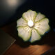 Lampe florale en métal à poser la Samaritaine 1970