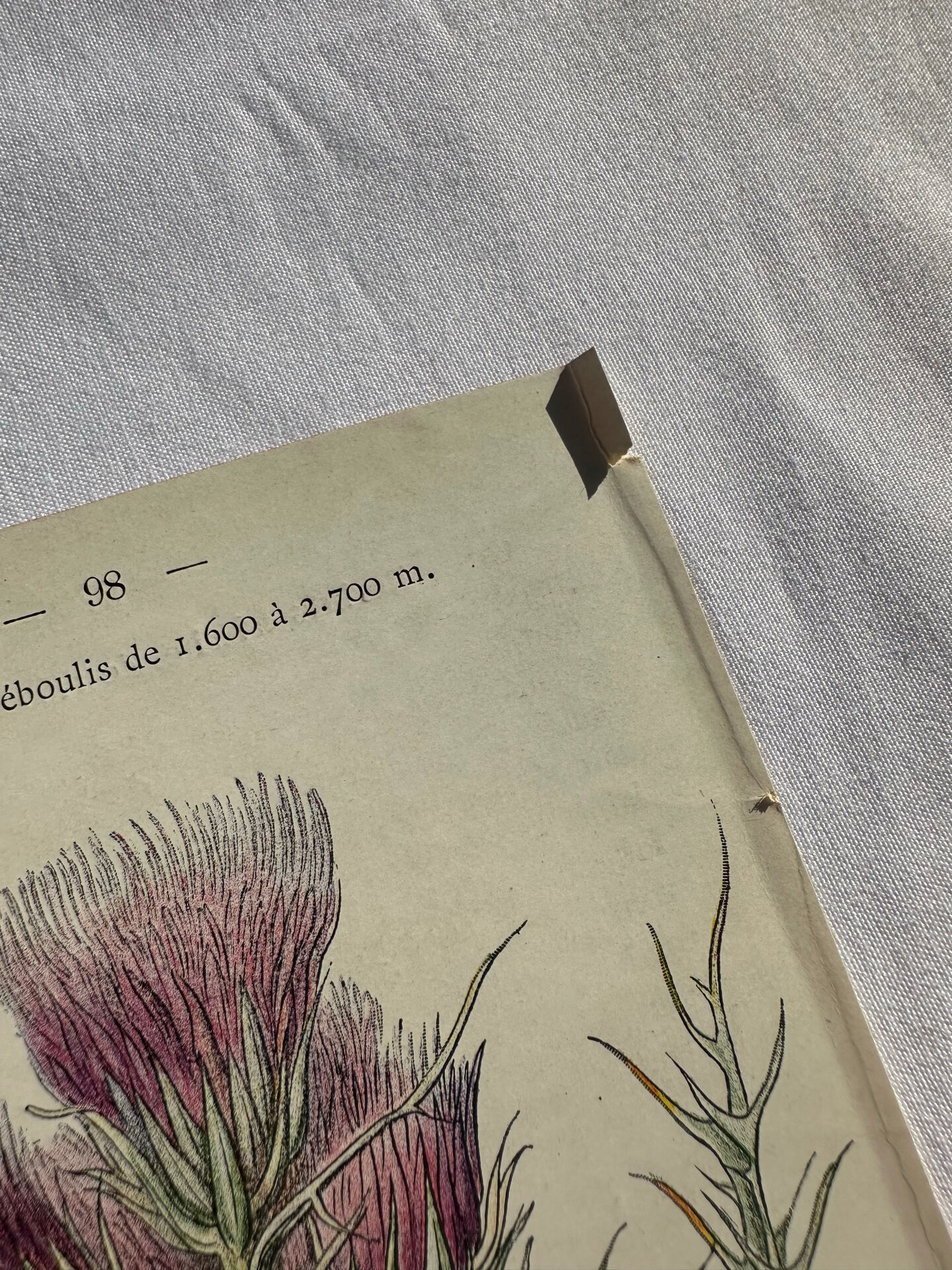 Naturalist Plate – 19th Century Botanical Engraving, Double-Sided