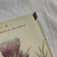 Naturalist Plate – 19th Century Botanical Engraving, Double-Sided