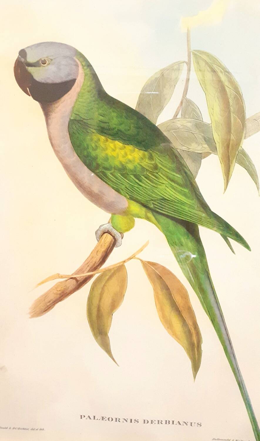 Vintage J.Gould color lithograph