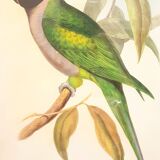 Vintage J.Gould color lithograph