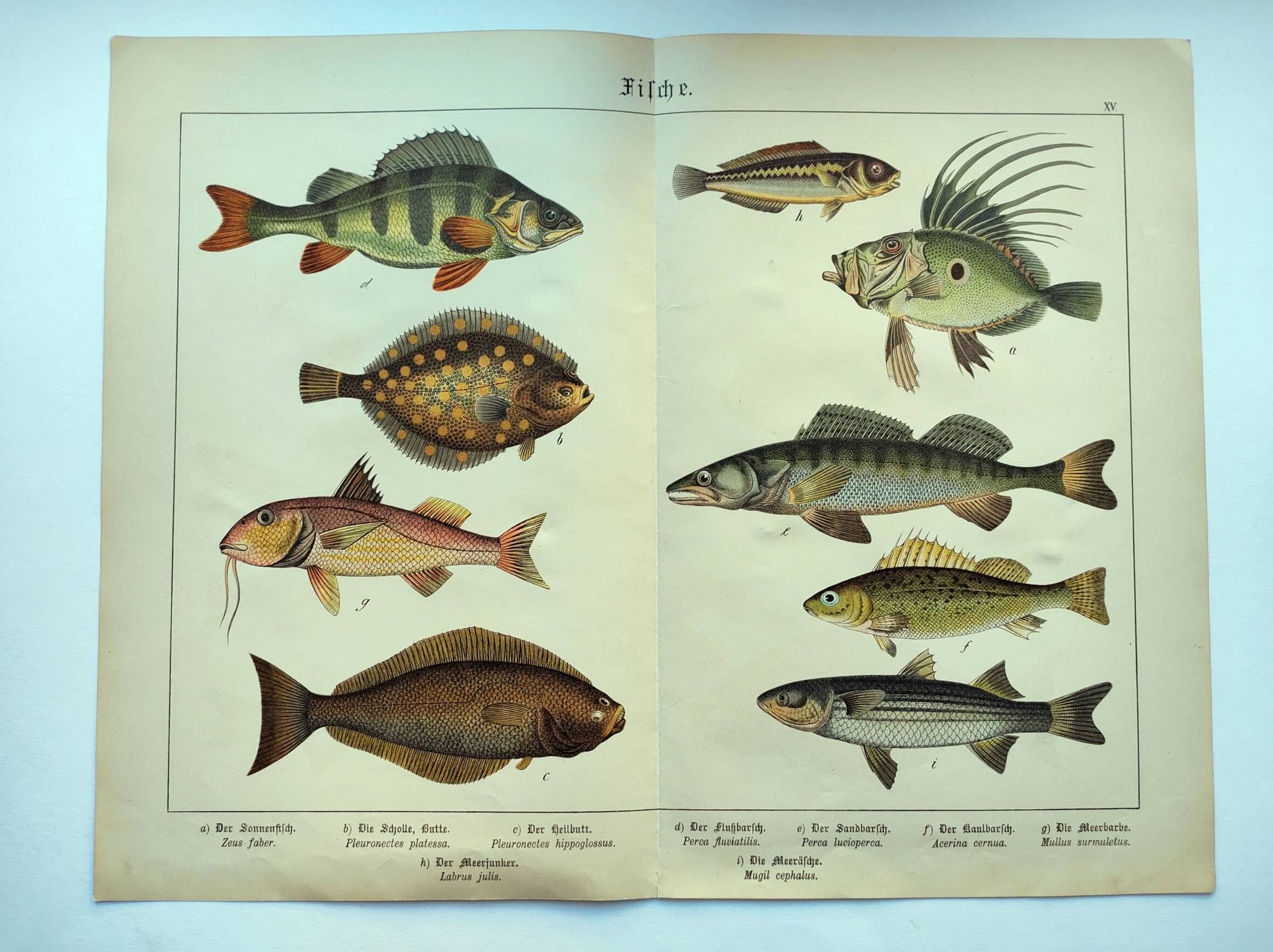 Gravure de 1898 - Poissons - Perche et Flétan- Grande Lithographie Vintage