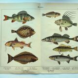 1898 Engraving - Fish - Perch and Halibut - Large Vintage Lithograph