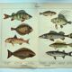 1898 Engraving - Fish - Perch and Halibut - Large Vintage Lithograph
