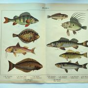 Gravure de 1898 - Poissons - Perche et Flétan- Grande Lithographie Vintage