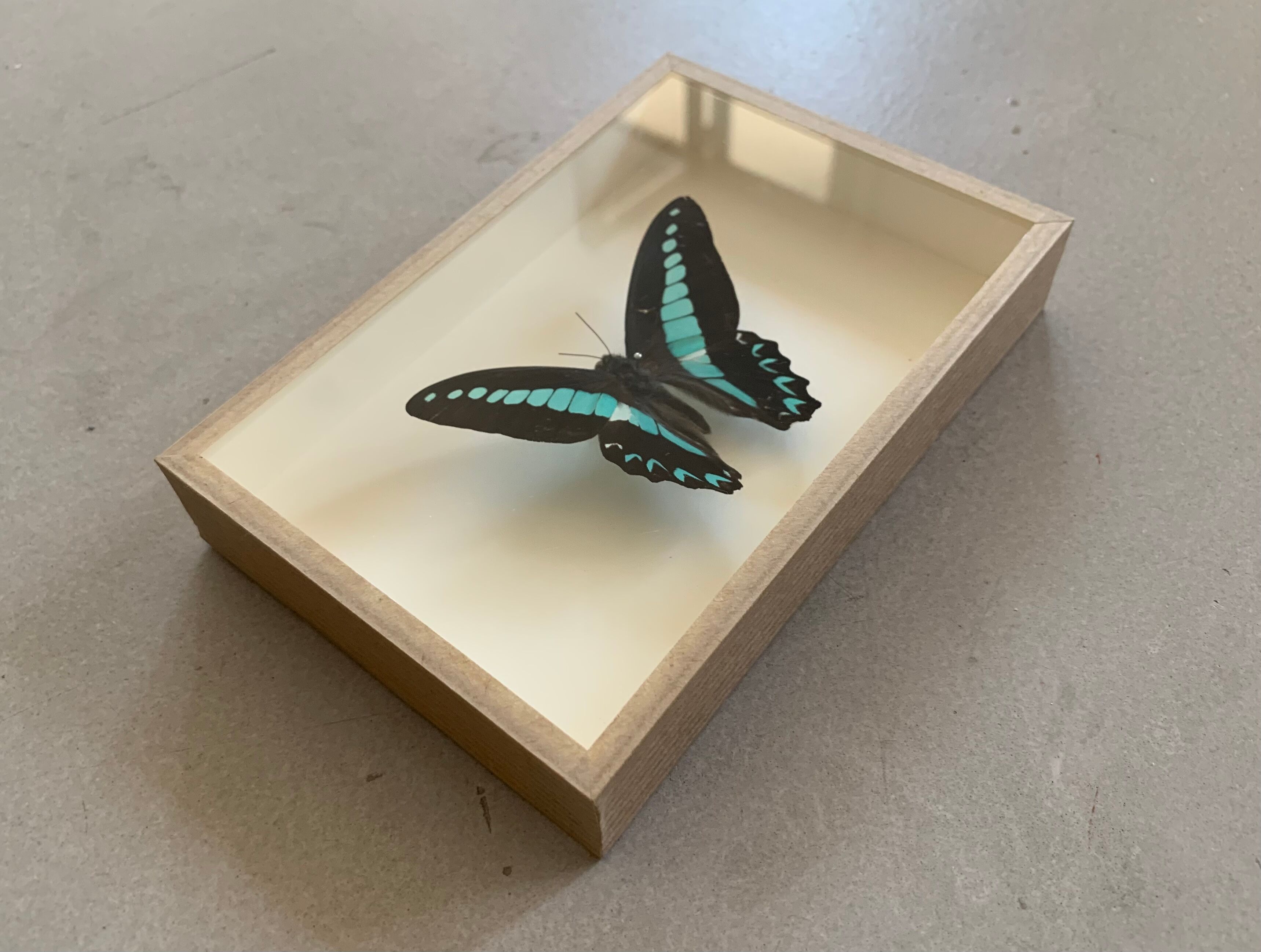 Naturalized butterfly / cabinet of curiosities