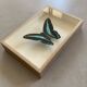 Naturalized butterfly / cabinet of curiosities