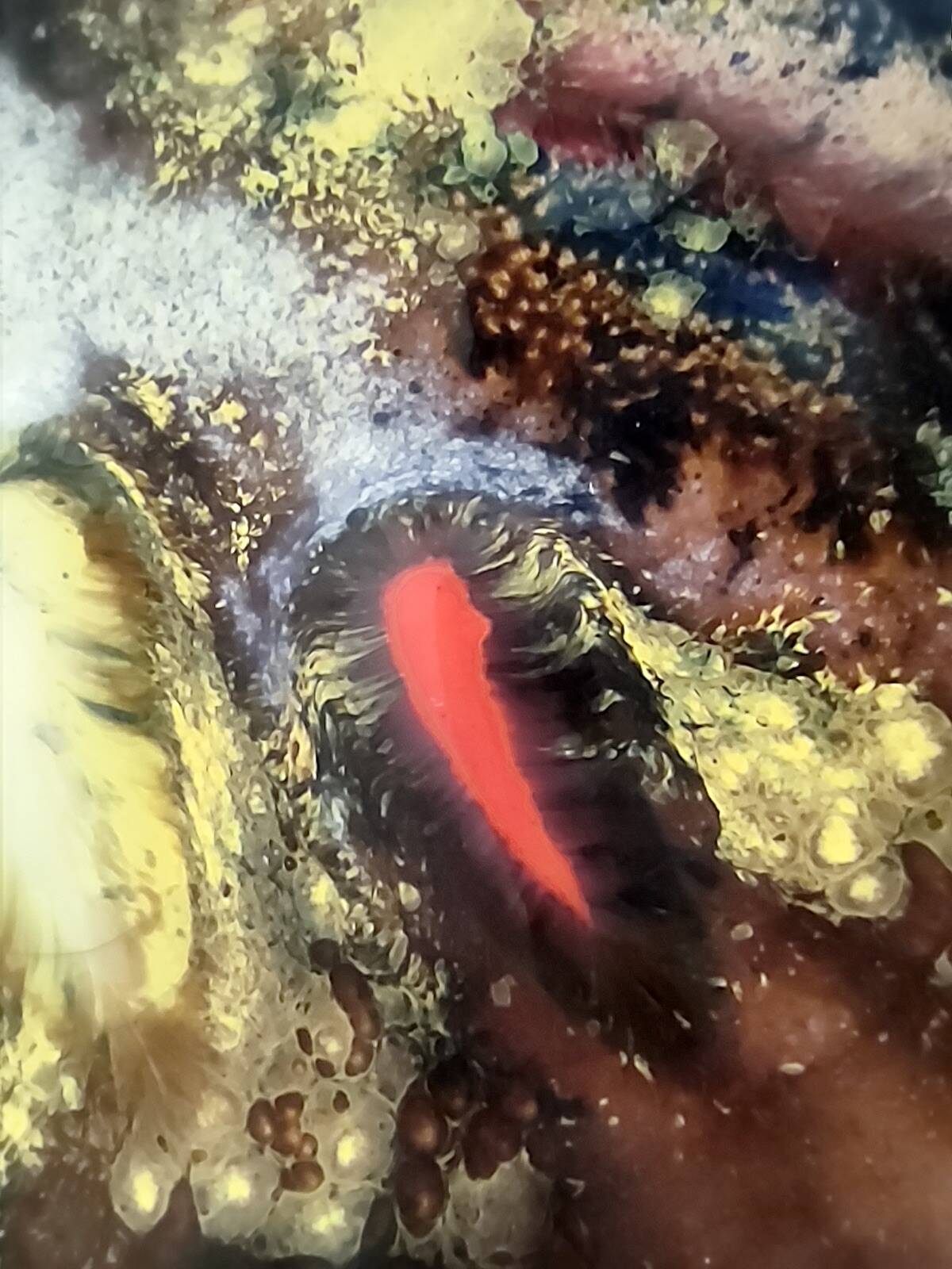 Pair of Lacquered Copper Vide-Poche / Decorative Plates