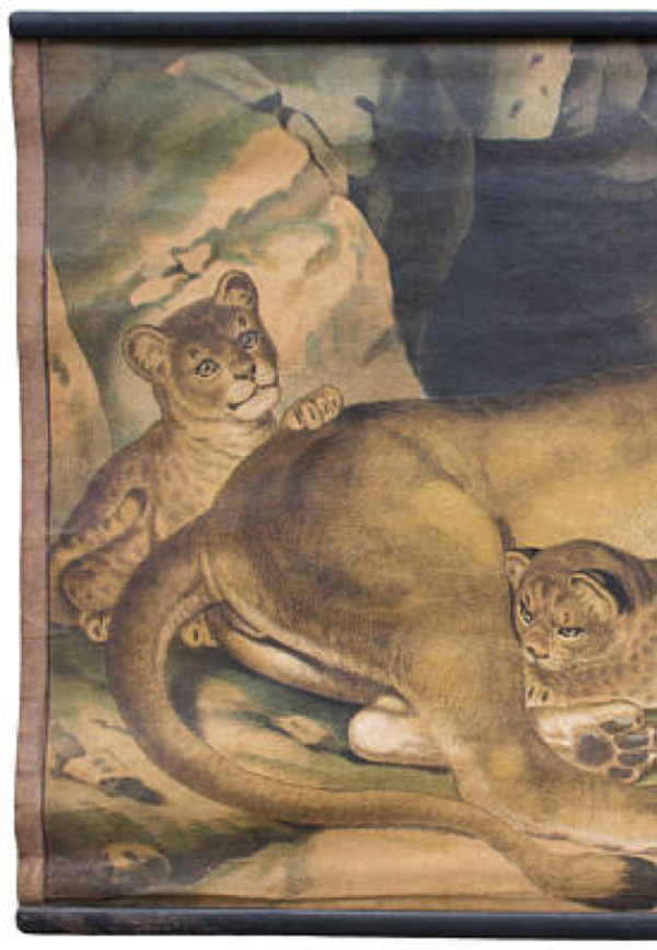 Affiche Lion, grille éducatif, 1891