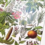 Poster on medicinal plants "mistletoe", based on a 1928 lithograph