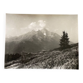 Photo argentique jeunes sapins montagnes Bernard Darot XXe
