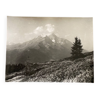 Silver gelatin photograph of young fir trees in the mountains by Bernard Darot, 20th century
