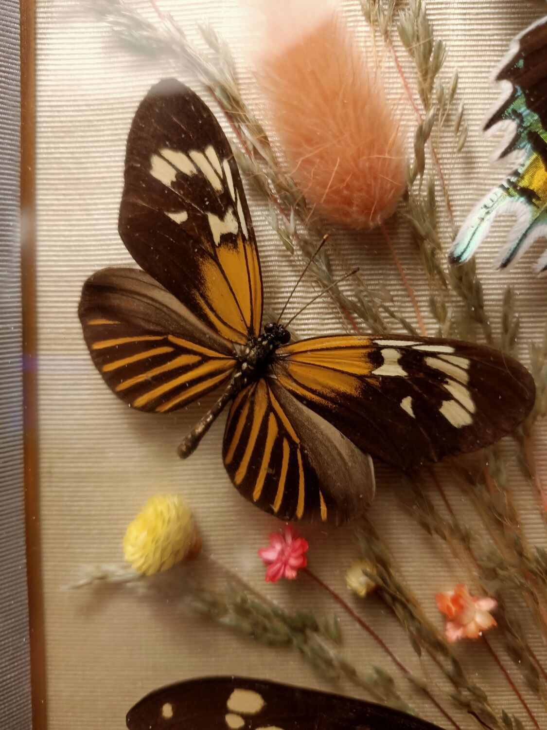Cadre vitrine papillons