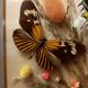 Cadre vitrine papillons