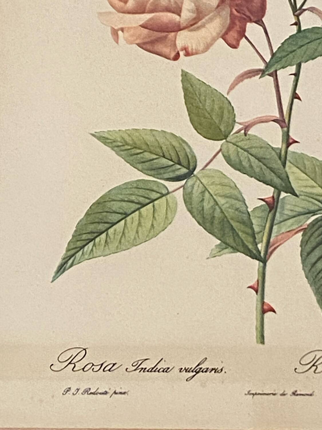 Botanical poster, P-J Redouté, brass frame