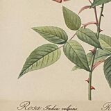 Botanical poster, P-J Redouté, brass frame