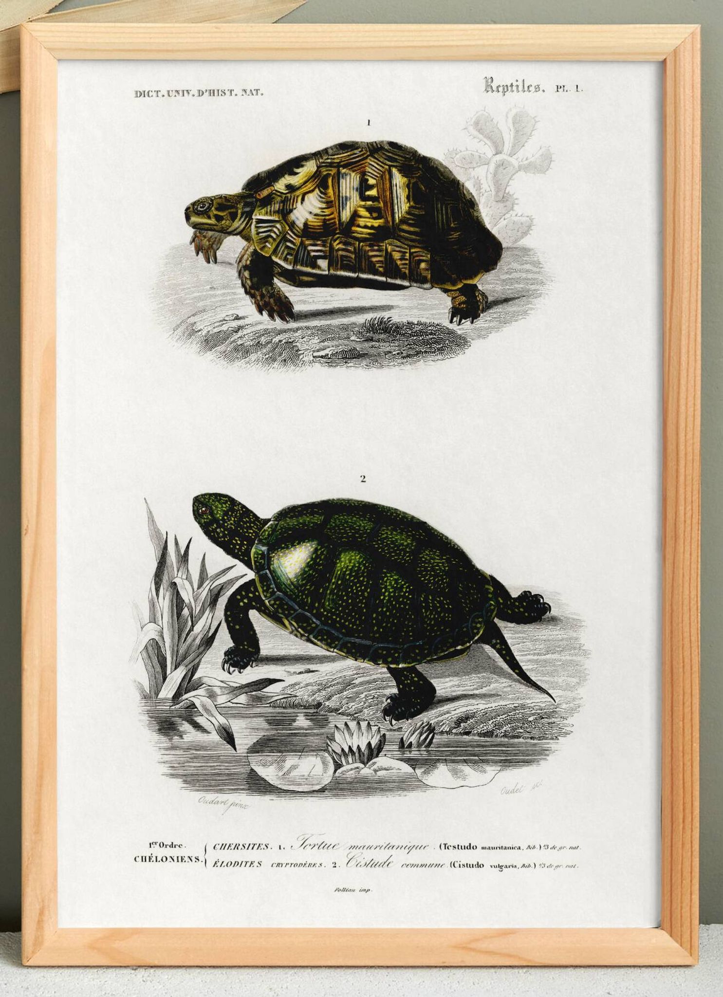 Poster about turtles, based on an old engraving from 1849.
