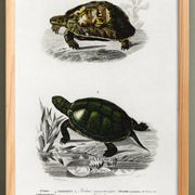 Poster about turtles, based on an old engraving from 1849.