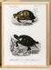 Poster about turtles, based on an old engraving from 1849.