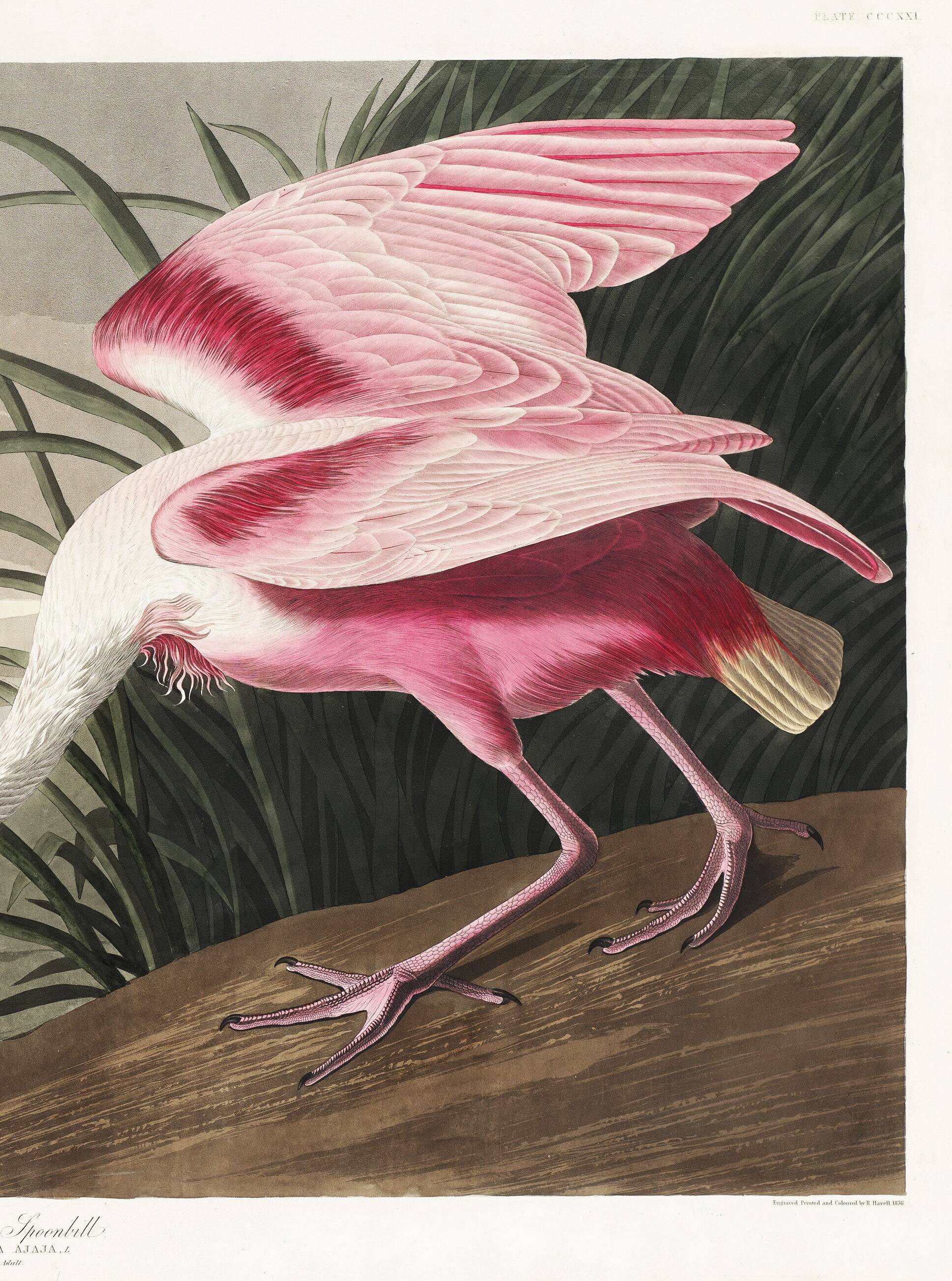 Poster about the Pink Spatula, based on an old engraving from 1827.