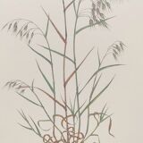 Vintage botanical board - Field foxtail - Plant engraving