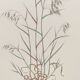 Vintage botanical board - Field foxtail - Plant engraving