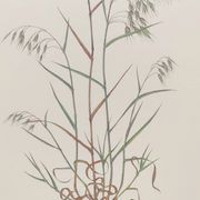 Planche botanique vintage - Vulpin des champs - Gravure de plante