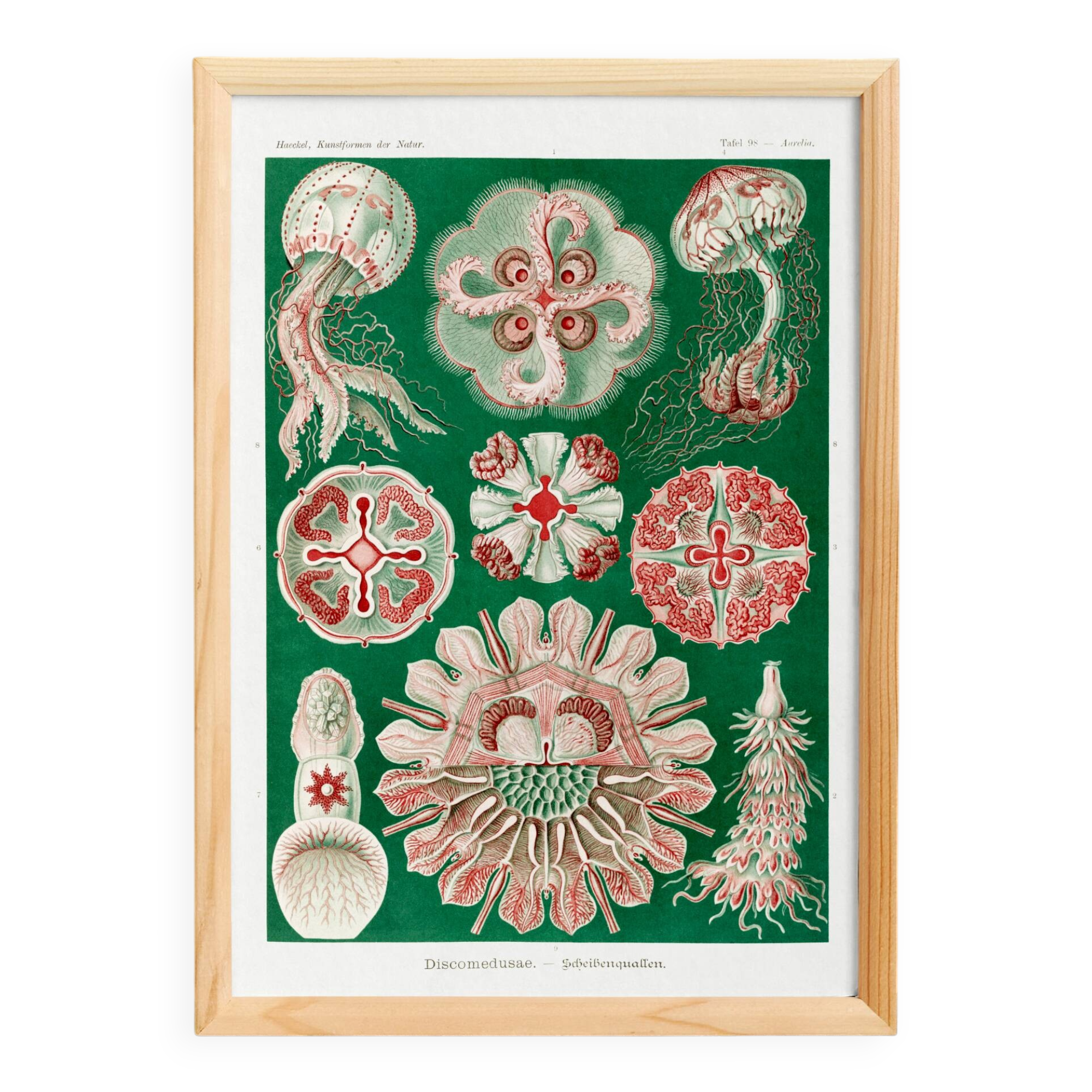 Poster about “disc jellyfish”, based on an old lithograph