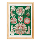 Poster about “disc jellyfish”, based on an old lithograph