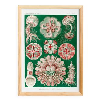 Poster about “disc jellyfish”, based on an old lithograph