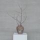 Antique Italian Patinated Ceramic Vase