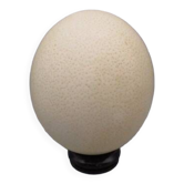 Ostrich egg on base