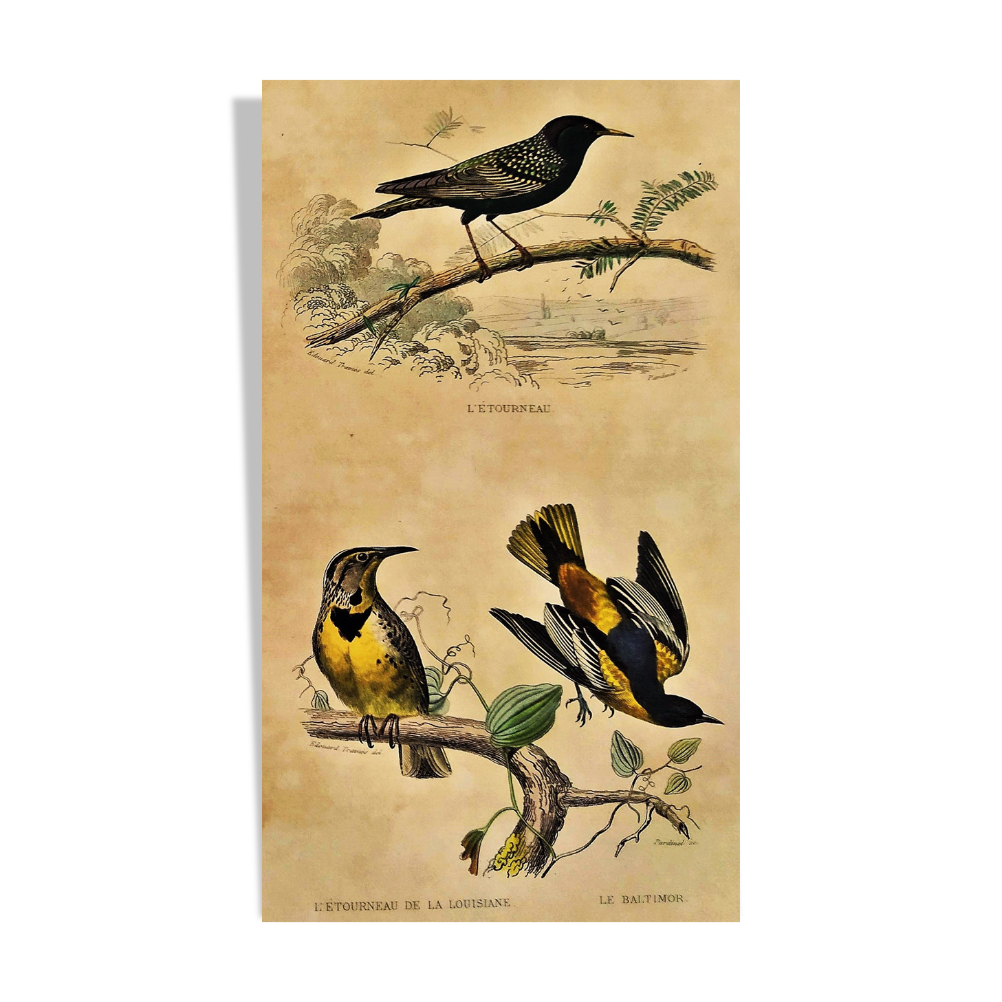 Ornithological plank "The Starling... Louisiana - The Baltimore" Buffon 1938
