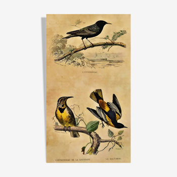 Planche ornithologique "l'Etourneau...de la Louisiane - Le Baltimore" Buffon 1938
