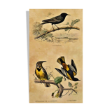Ornithological plank "The Starling... Louisiana - The Baltimore" Buffon 1938