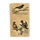 Ornithological plank "The Starling... Louisiana - The Baltimore" Buffon 1938
