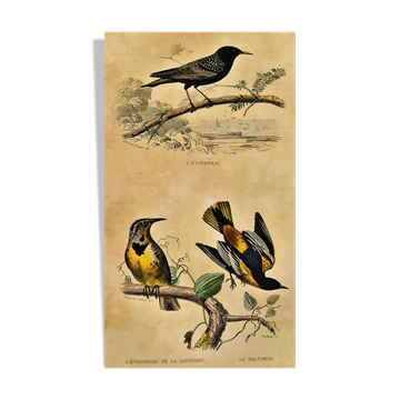 Ornithological plank "The Starling... Louisiana - The Baltimore" Buffon 1938