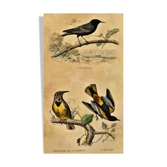 Ornithological plank "The Starling... Louisiana - The Baltimore" Buffon 1938