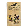 Planche ornithologique "l'Etourneau...de la Louisiane - Le Baltimore" Buffon 1938