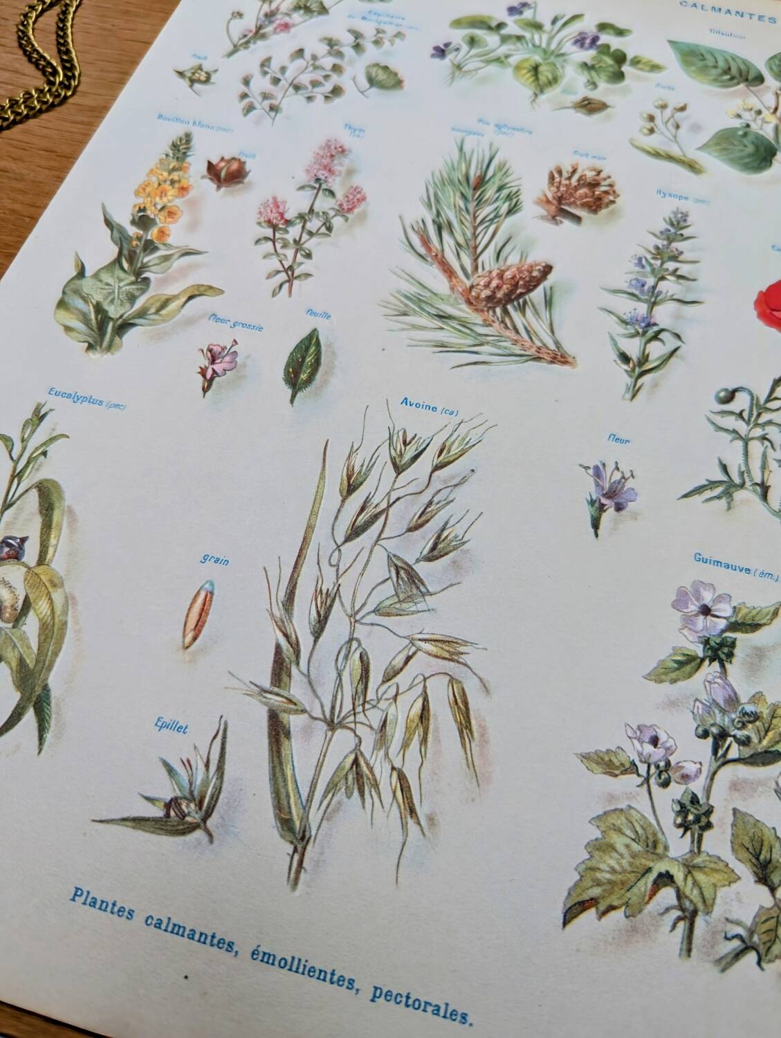 Printed in 1954, calming plants.
