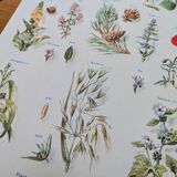 Printed in 1954, calming plants.