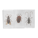 Insects inclusion