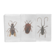 Insects inclusion