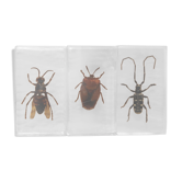 Insectes inclusion