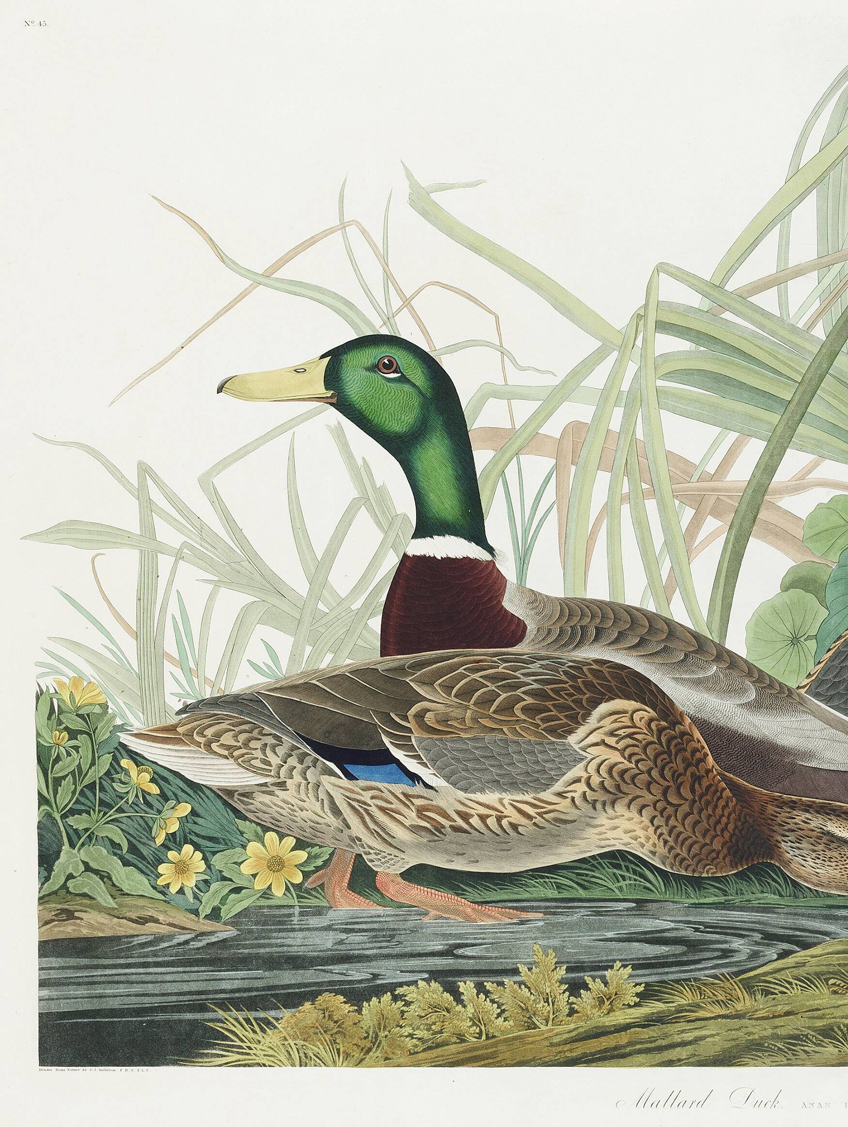Poster about the Mallard Duck, based on an old engraving from 1827.