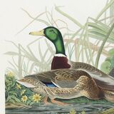 Poster about the Mallard Duck, based on an old engraving from 1827.
